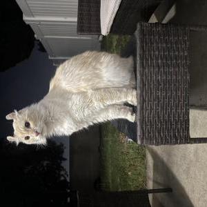 Found Cat Unknown
