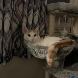 Image of Bob, Lost Cat
