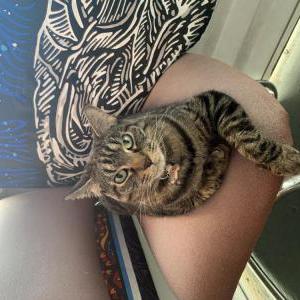 Image of Tiger, Lost Cat