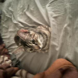 Image of Luna, Lost Cat