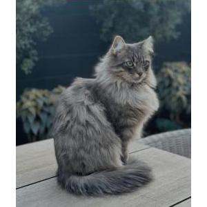 Image of Chi (Chee), Lost Cat