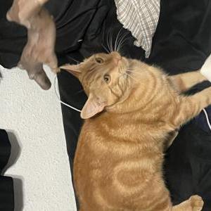 Image of Peter, Lost Cat