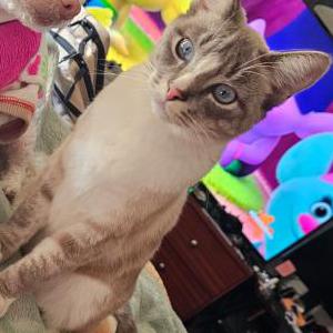 Lost Cat Rupert