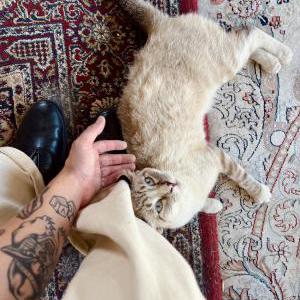 Image of Tagger, Lost Cat