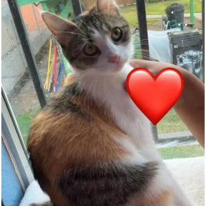 Lost Cat Journee
