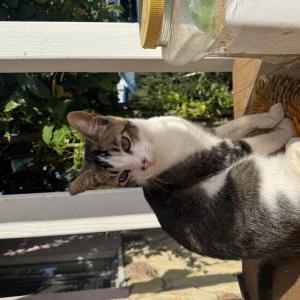 Lost Cat Charlie