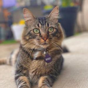 Image of Rocky, Lost Cat