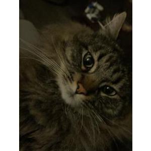 Image of Sylvester, Lost Cat