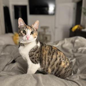 Lost Cat Raya