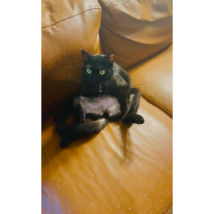 Lost Cat Cali