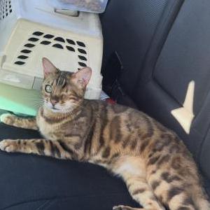 Lost Cat Zuko