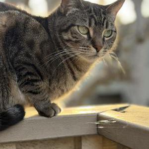 Lost Cat Bosbsa