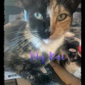 Lost Cat Kai