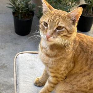 Lost Cat Sobie