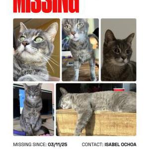 Lost Cat Shoes