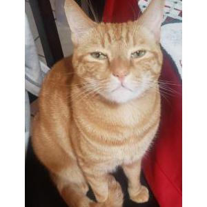 Image of Max, Lost Cat