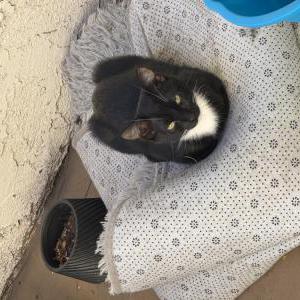 Image of Kooda, Lost Cat