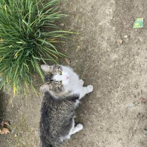 Lost Cat Shen yun
