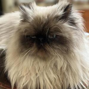 Image of Nalani, Lost Cat