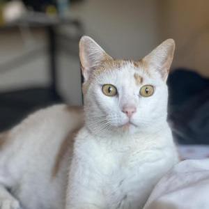 Lost Cat Tumi