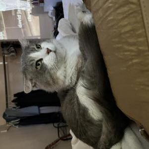 Lost Cat Cherry