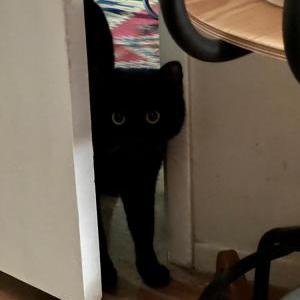 Lost Cat GUS