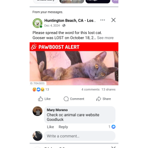 Lost Cat Gooser