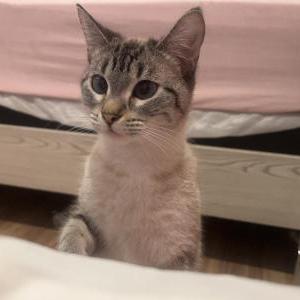 Lost Cat Mimi