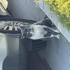 Found Cat Unknown