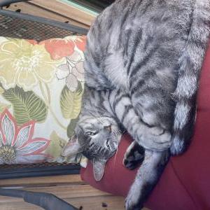 Image of Baby, Lost Cat