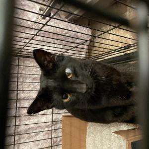 Image of Shadow, Found Cat
