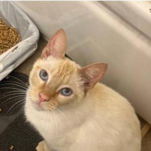 Lost Cat Dylan