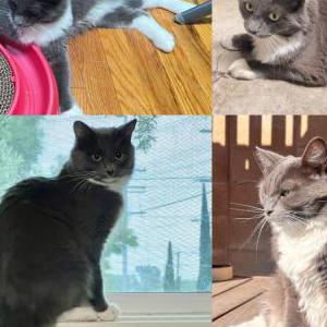 Lost Cat Rainbow