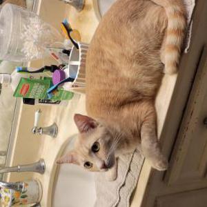 Image of Penny, Lost Cat
