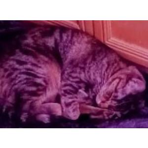 Lost Cat ESPERANZA