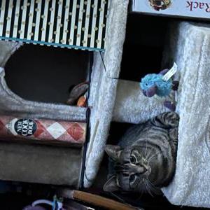 Image of Lucy, Lost Cat