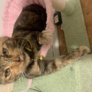 Image of Mazapán, Lost Cat