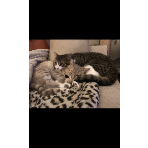Lost Cat Baby