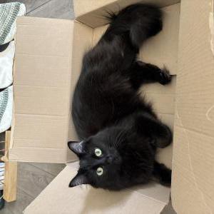 Lost Cat Winnie