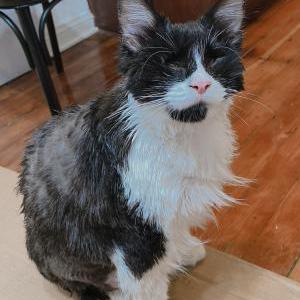 Lost Cat Inyoung