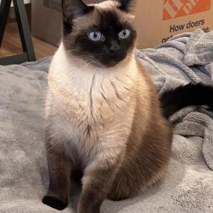 Image of Sunshine, Lost Cat