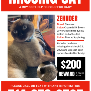 Lost Cat Zehnder