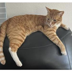 Image of Derek, Lost Cat