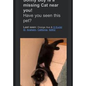 Lost Cat Sonny