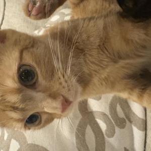 Lost Cat Aurora