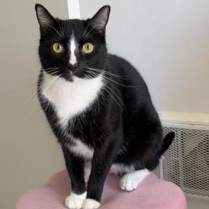 Image of Luci, Lost Cat