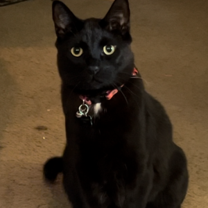 Image of Tux, Lost Cat