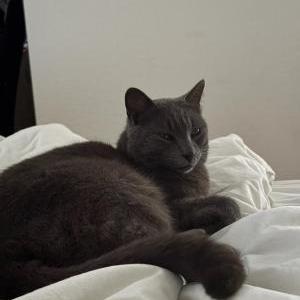 Image of Unknown, Found Cat