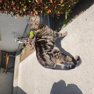 Image of Unknown, Found Cat