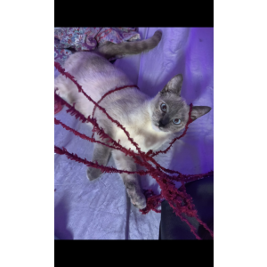 Lost Cat Skadi